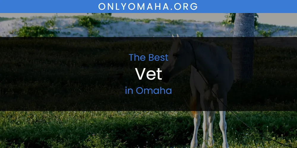 Best Vet in Omaha: 2026 Ultimate Guide