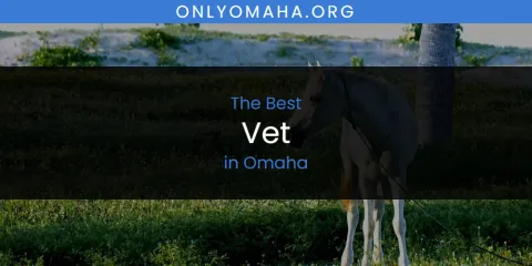 Best Vet in Omaha: Ultimate Guide